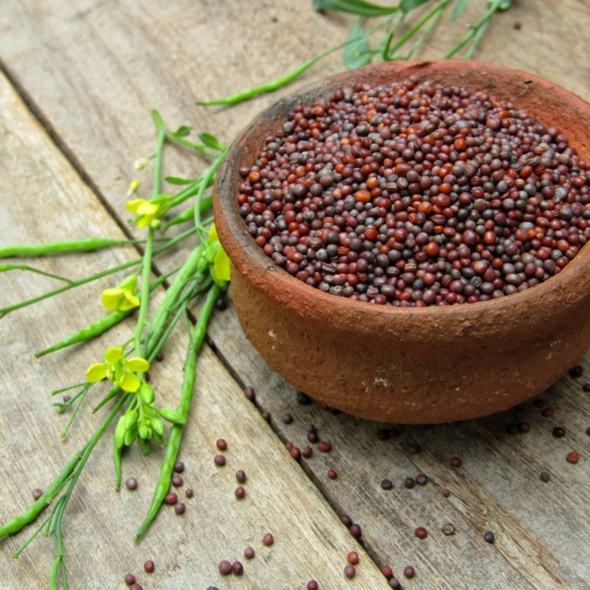 Mustard Seeds